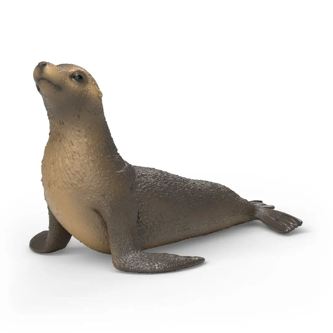 Sea Lion - Schelich