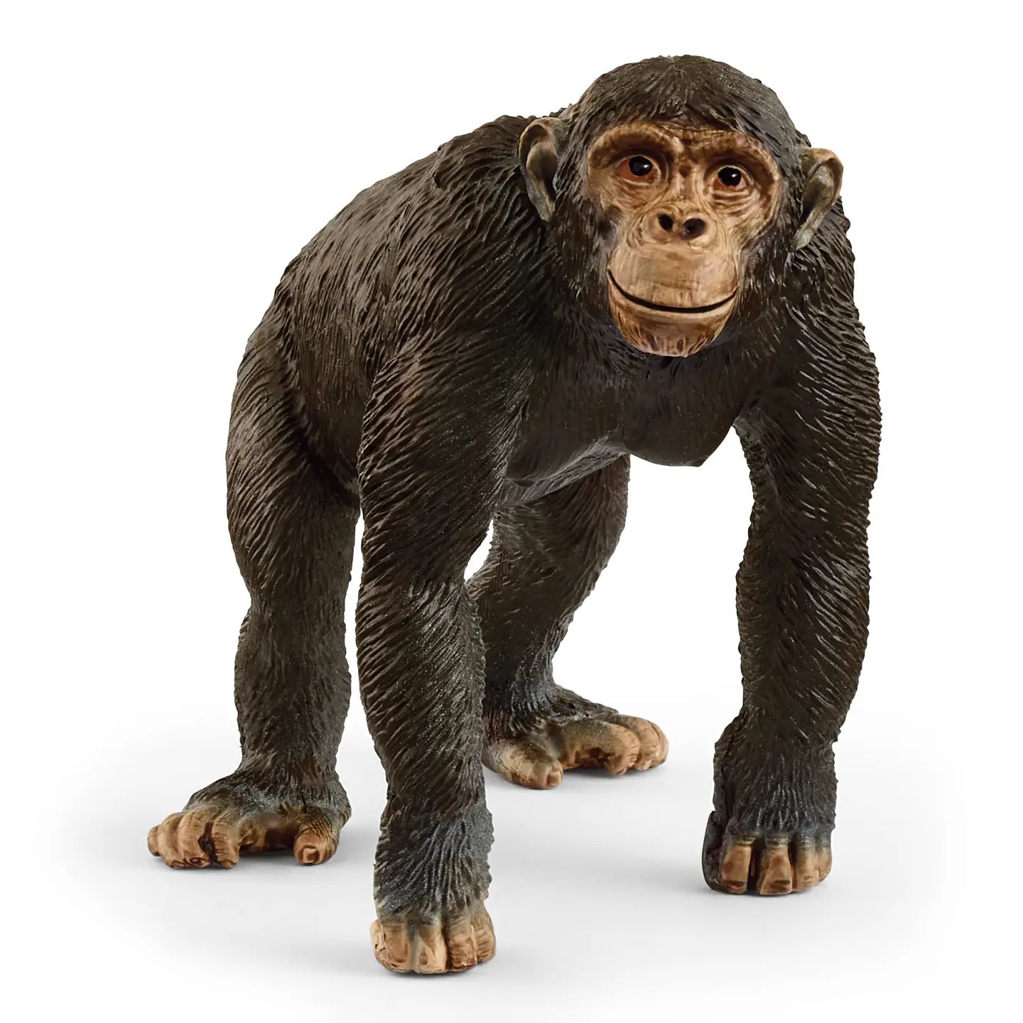 Chimpanzee