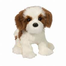 Farren Shih Tzu