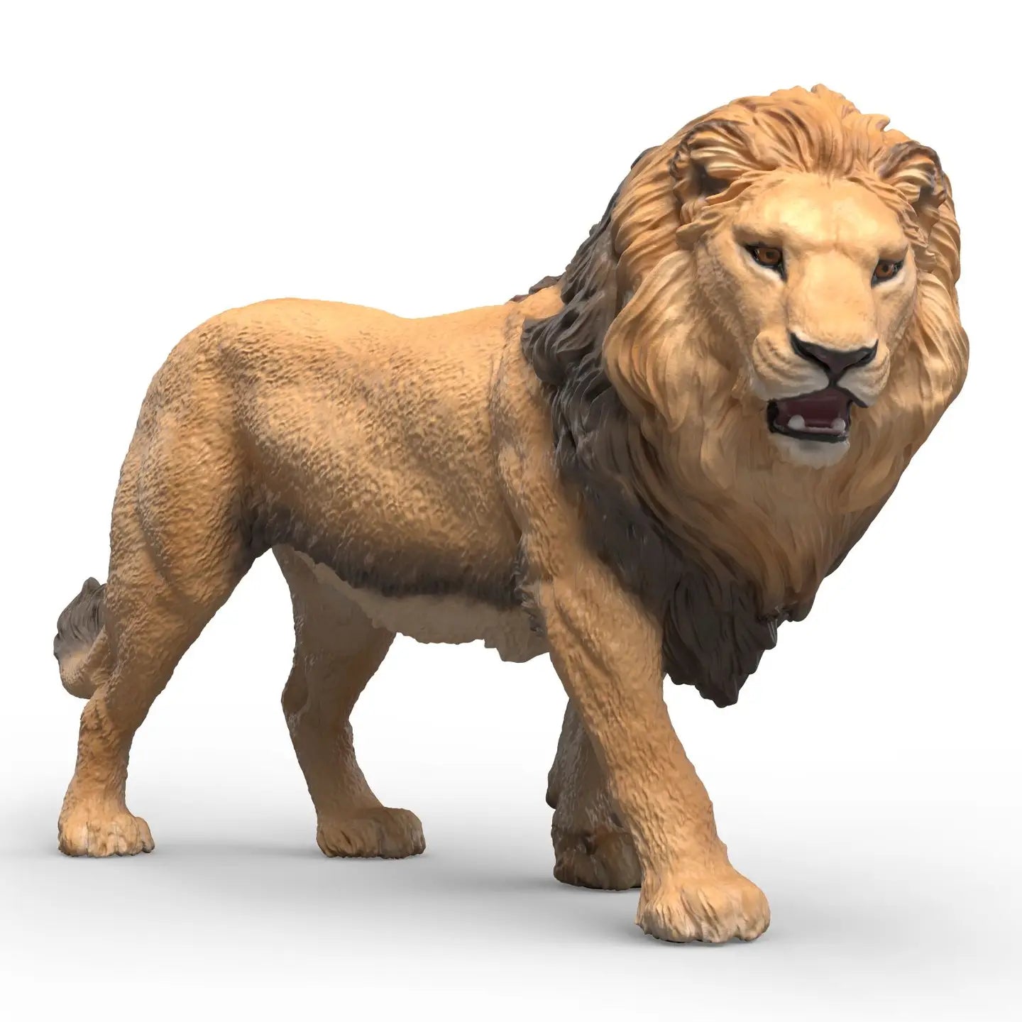 African Lion