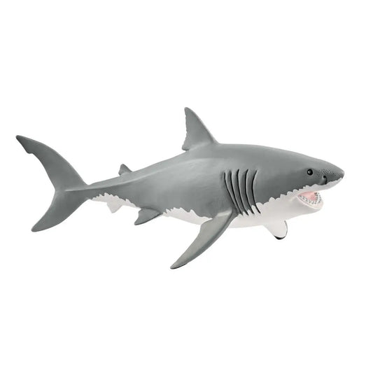 Great White Shark- Schelich