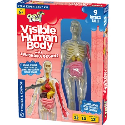 Ooze Labs: Visible Human Body with  Squishable Orga