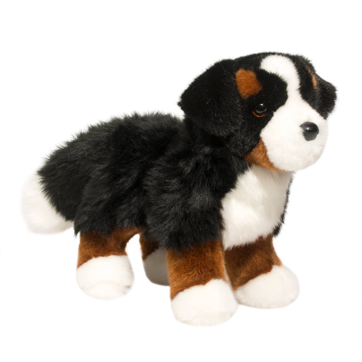 Stevie Bernese Mountain Dog