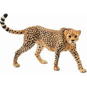 Cheeta Female